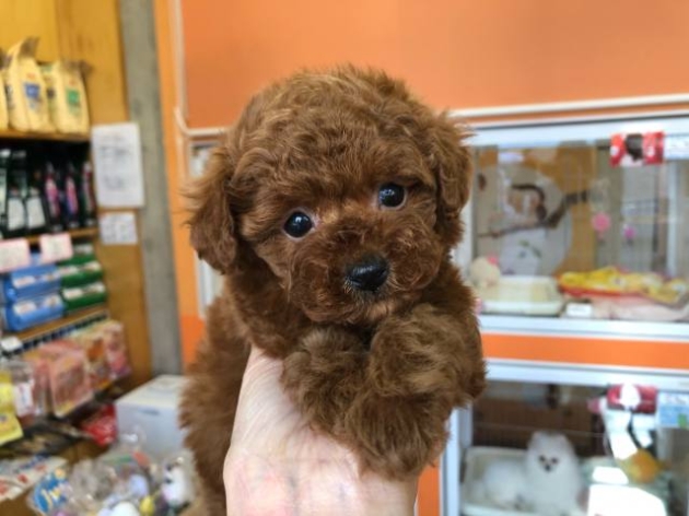 トイ・プードル