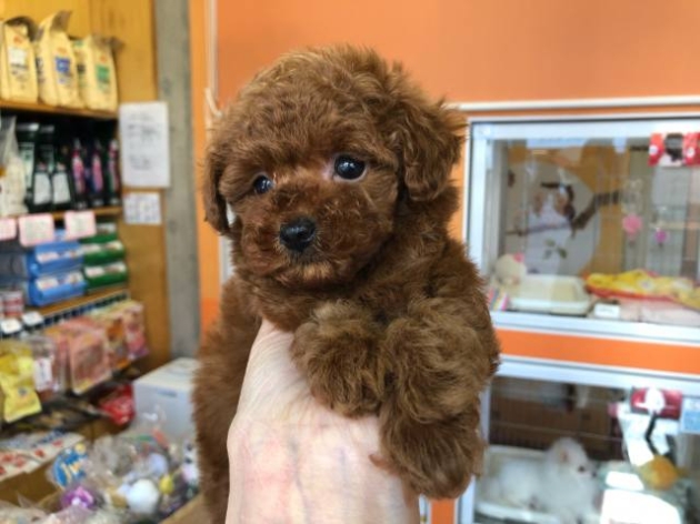 トイ・プードル