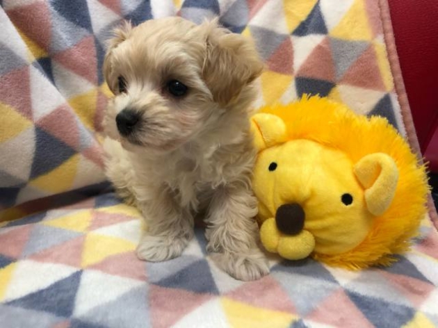 ミックス（マルプー）