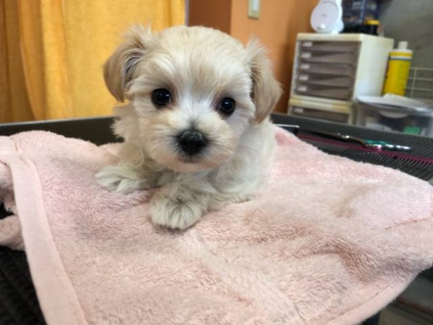 ミックス（マルプー）