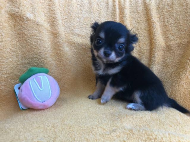 ロングコートチワワ