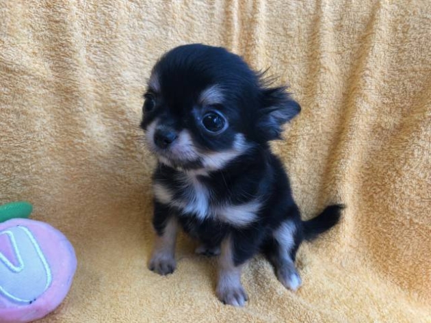 ロングコートチワワ