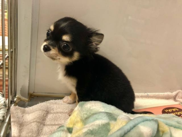 ロングコートチワワ