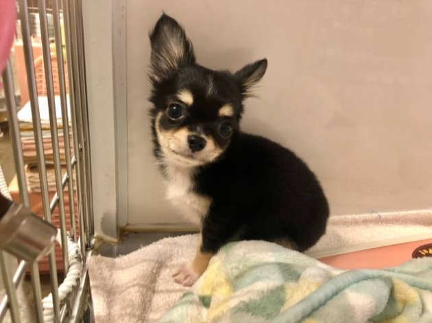 ロングコートチワワ