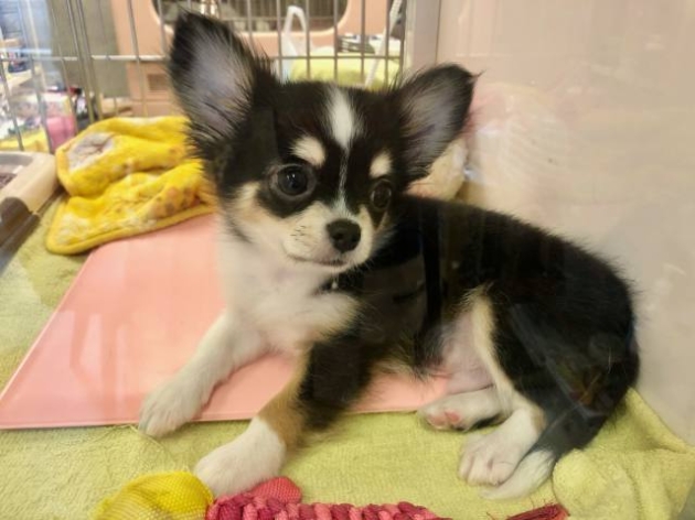 ロングコート　チワワ