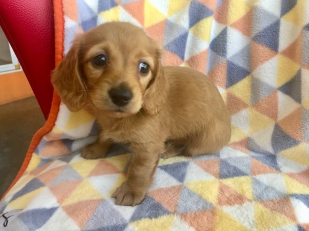 ミニチュア・ダックスフンド