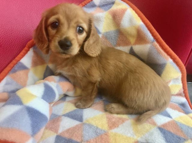 ミニチュア・ダックスフンド