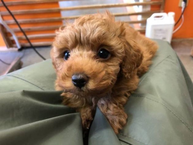 トイ・プードル