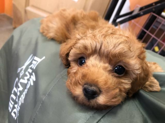 トイ・プードル