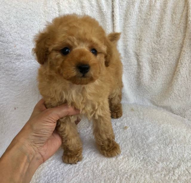 トイ・プードル