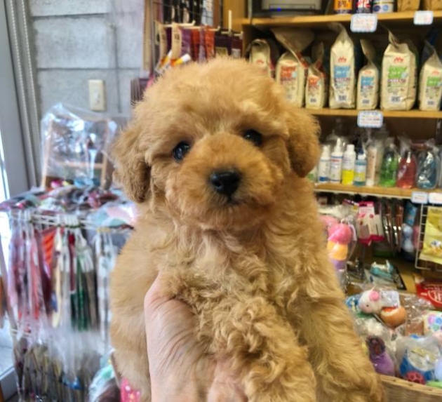 トイ・プードル