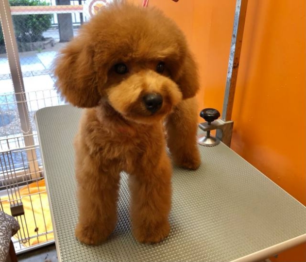 トイ・プードル