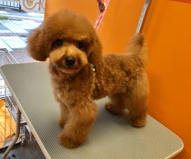 トイ・プードル