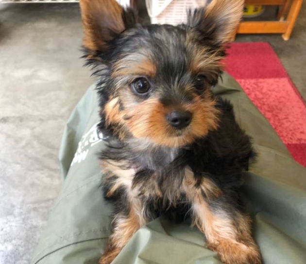 ヨークシャーテリア