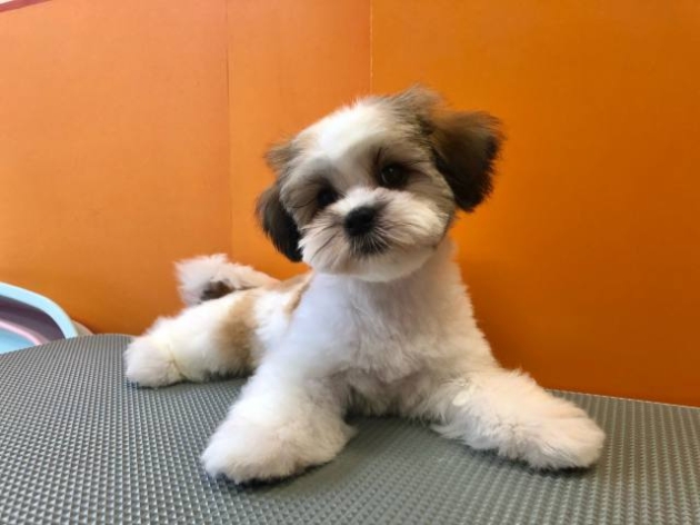 ミックス（シーズー＆マルチーズ）