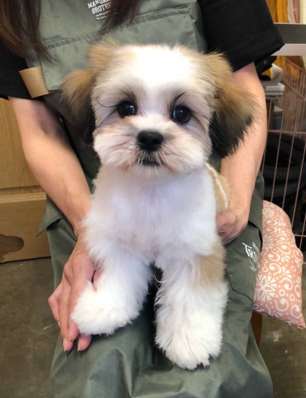 ミックス（シーズー＆マルチーズ）