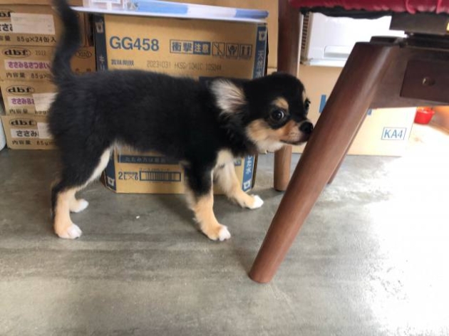 ロングコート　チワワ