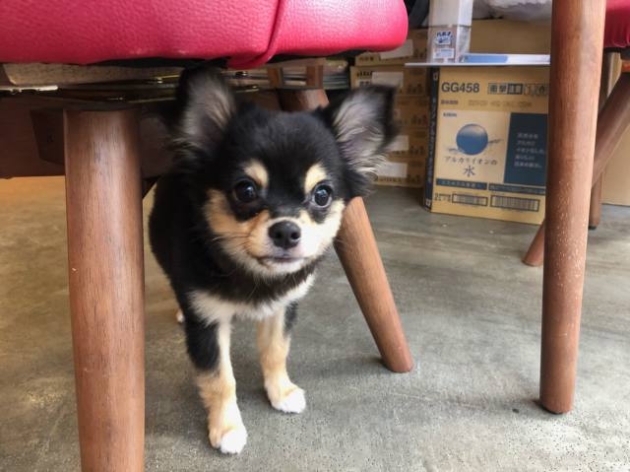 ロングコート　チワワ