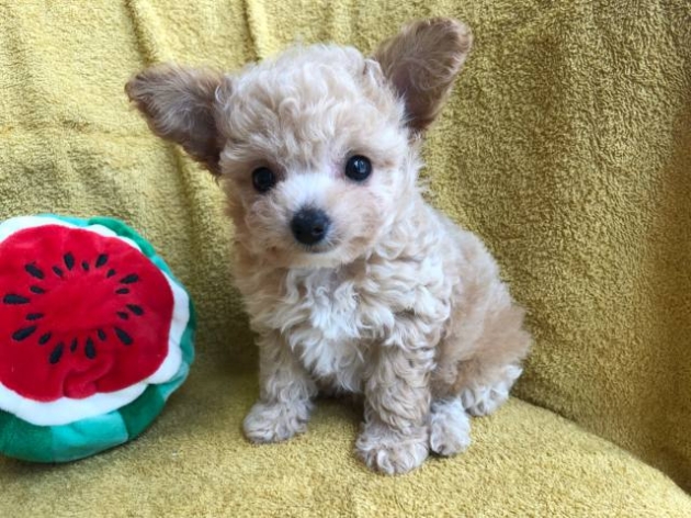 ミックス（チワプー）