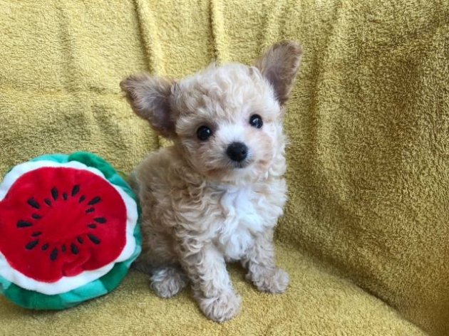 ミックス（チワプー）