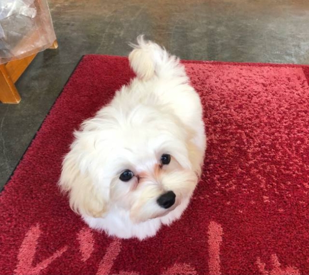 ミックス（マルプー）