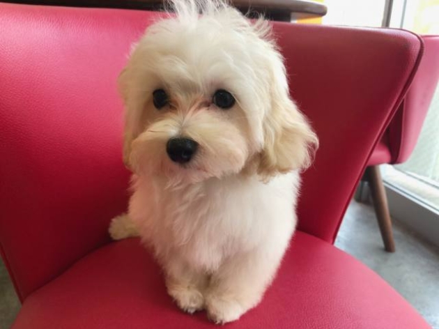 ミックス（マルプー）