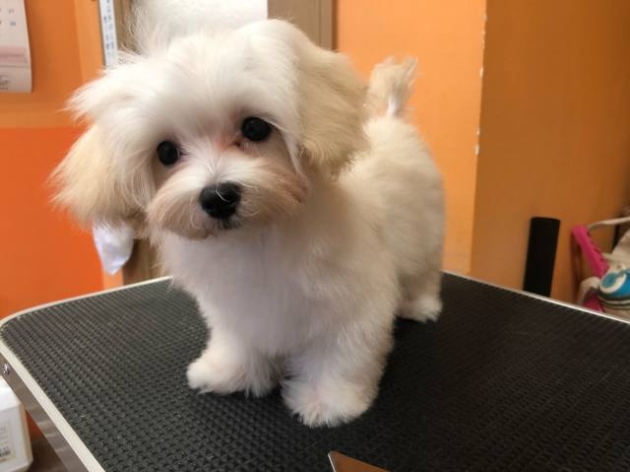 ミックス（マルプー）