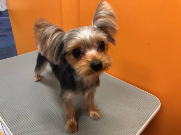 ヨークシャーテリア