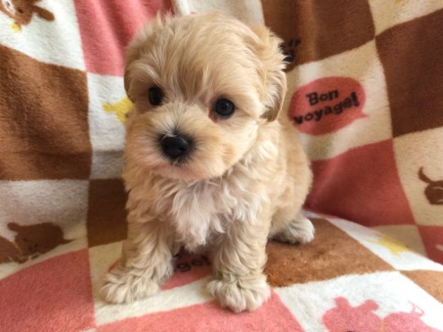 ミックス（マルプー）