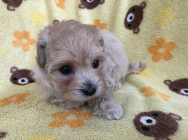 ミックス（マルプー）