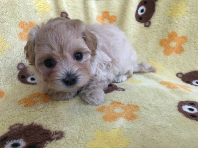 ミックス（マルプー）