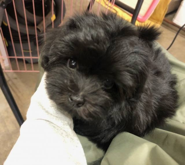 ミックス（マルプー）