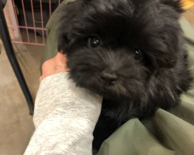 ミックス（マルプー）