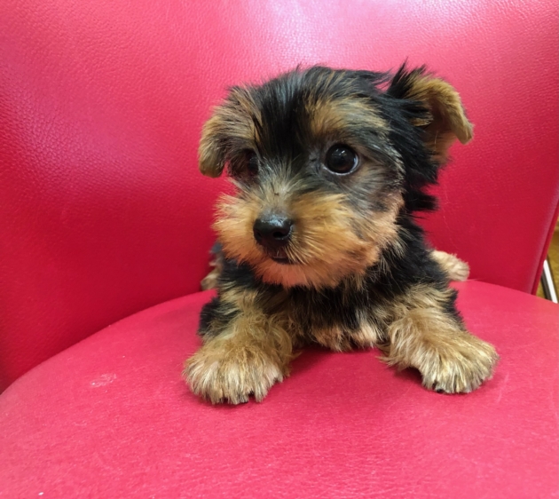 ヨークシャーテリア