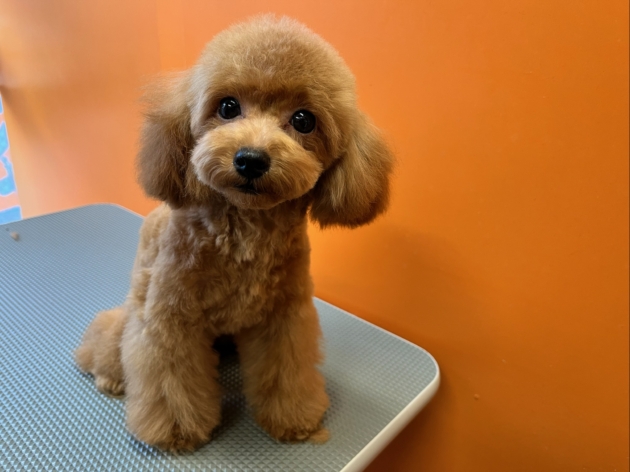 トイ・プードル（小タイニー）