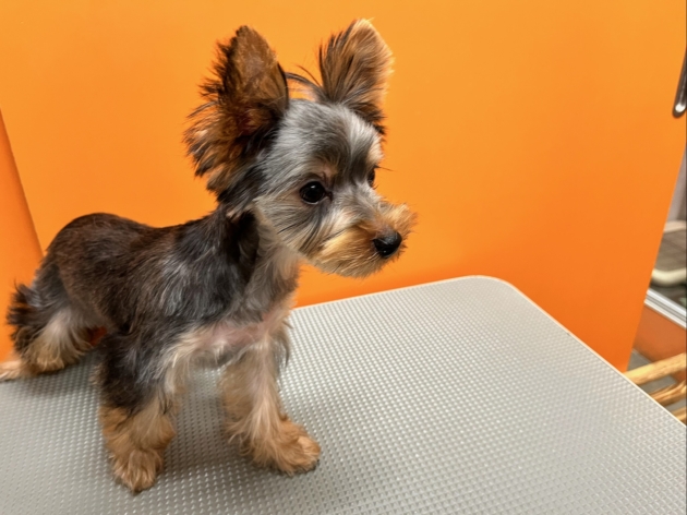 ヨークシャーテリア