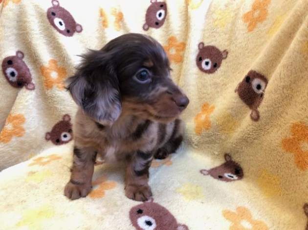 ミニチュア・ダックスフンド