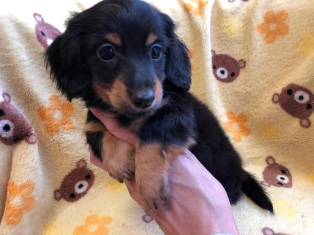 ミニチュア・ダックスフンド