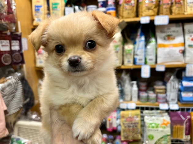 ロングコート　チワワ