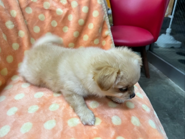 ロングコート　チワワ