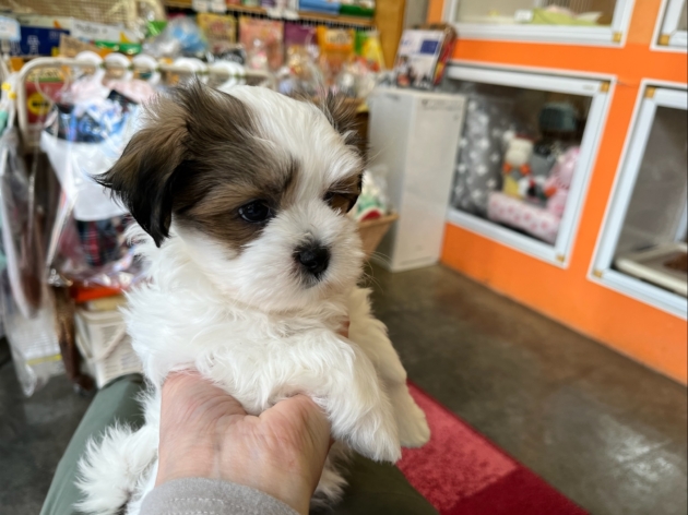 ミックス（シーズー＆マルチーズ）