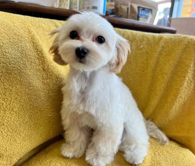 ミックス（マルプー）