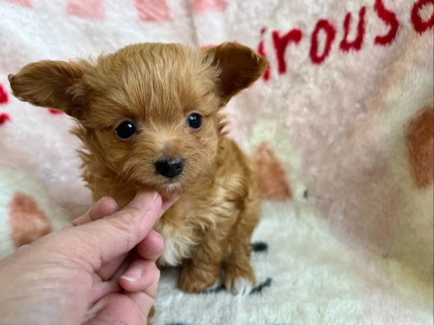 ミックス（チワプー）