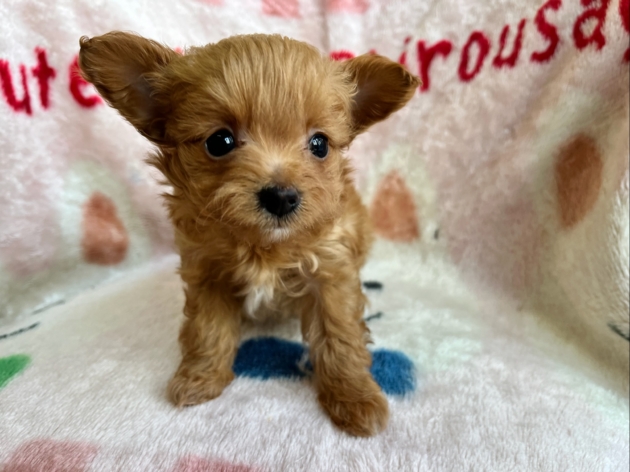 ミックス（チワプー）