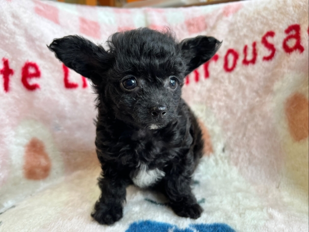 ミックス（チワプー）