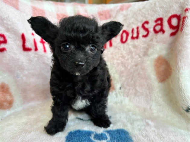 ミックス（チワプー）