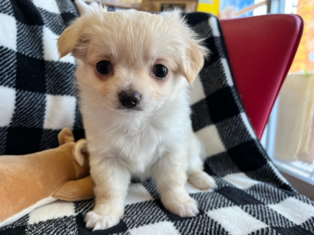 ロングコート　チワワ