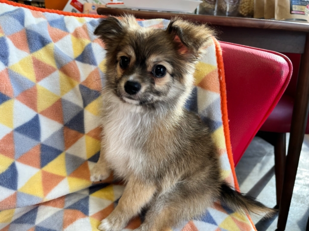 ミックス（チワマル）