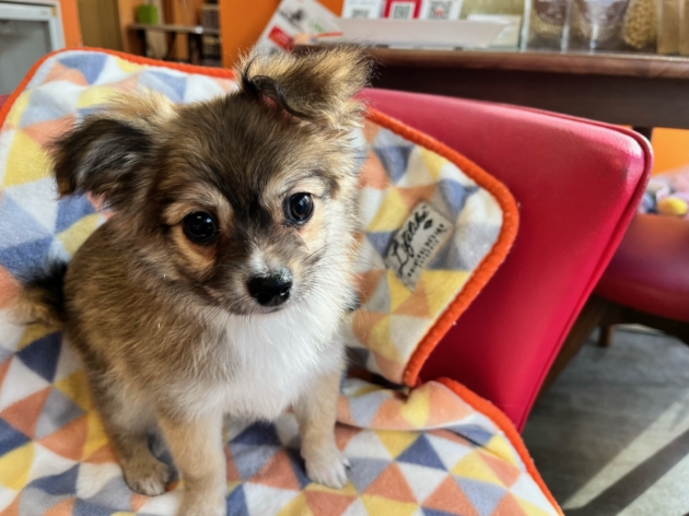 ミックス（チワマル）