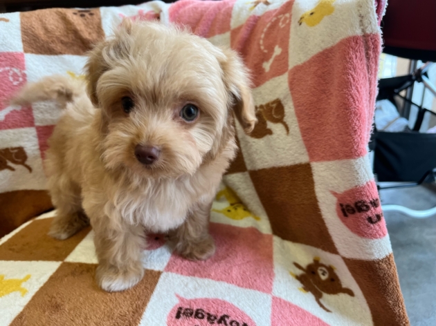 ミックス（チワプー）